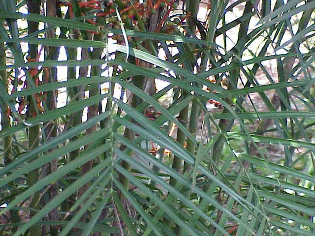 Bamboo Palm photo