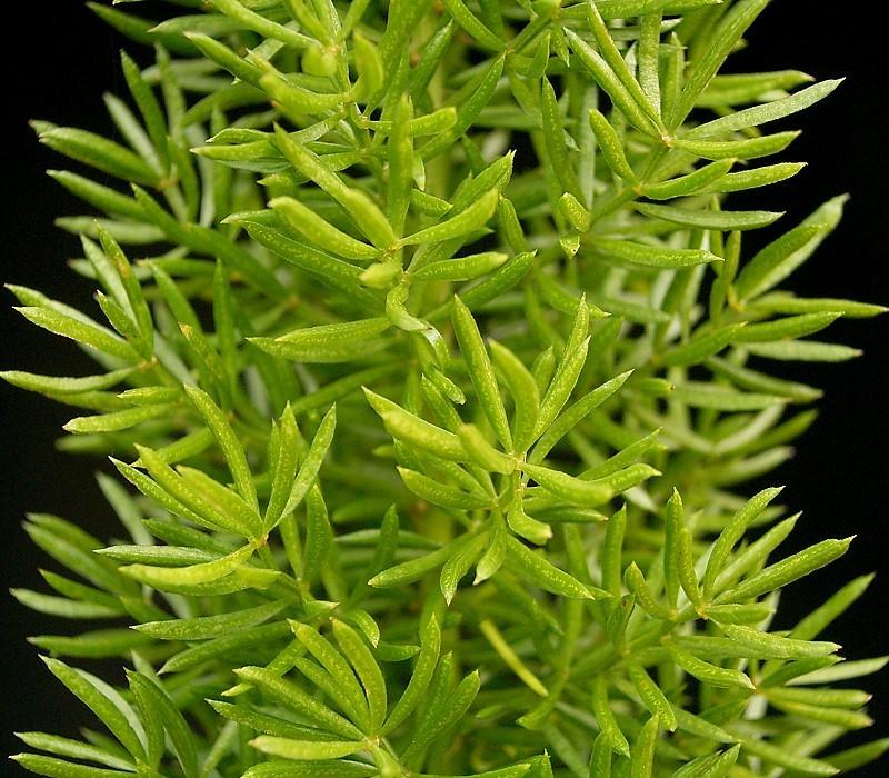 Asparagus Fern photo