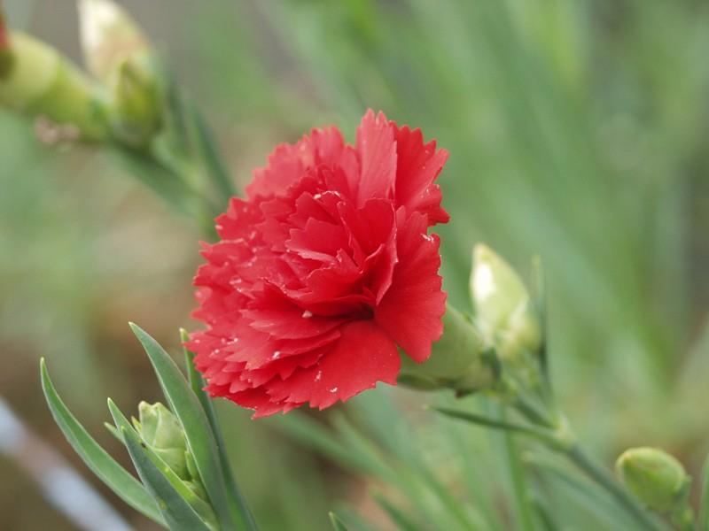 Carnation photo