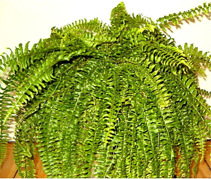Boston Fern photo